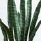 5ft. UV Resistant Artificial Snake Plant in White Decorative Planter